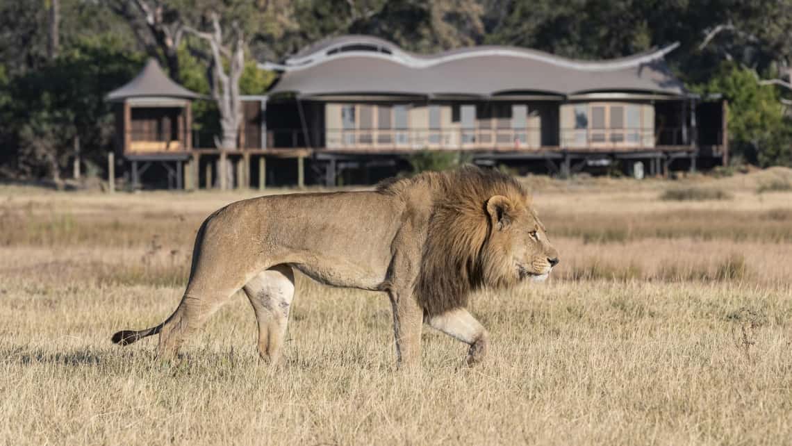 Elefant vor den Zelt Zarafa Camp, Linyanti