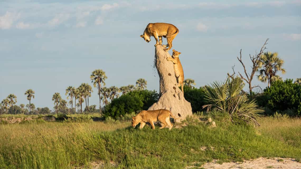 Nilpferd, Hippo Zarafa Camp, Linyanti Selinde REserve