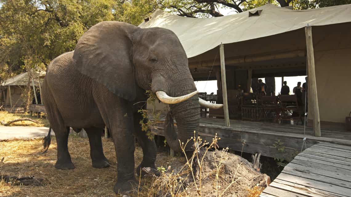 Elefant vor dem Zelt Zarafa Camp, Linyanti