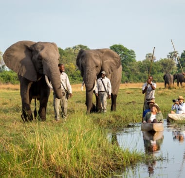 Elefanten bei einer Wanderung mit Gästen und Guides im Abu Camp Okavango Delta