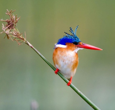 Malachite Kingfisher im Jacana Camp im Okavango Delta in Botswana