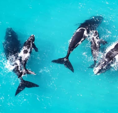 Wale in Südafrika Grootbosr