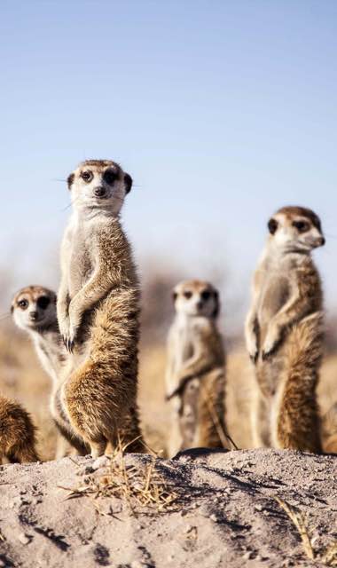 Erdmänchen in den Salzpfannen der Central Kalahari in der Nähe des Jacks Camp und San Camp