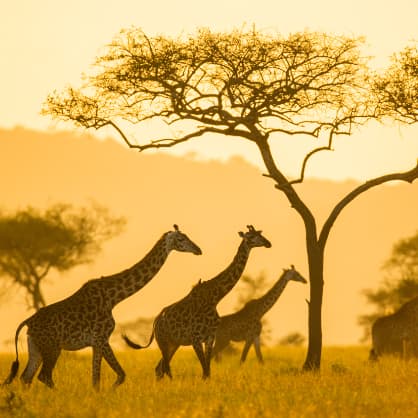 Giraffen bei Sonnenuntergang im Elewana Pioneer Camp Serengeti Tansania