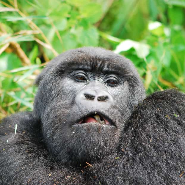Gorilla im Volcanoes 
National Park Ruanda