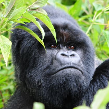 Borilla im Bwindi Impenetrable National Park in Uganda 