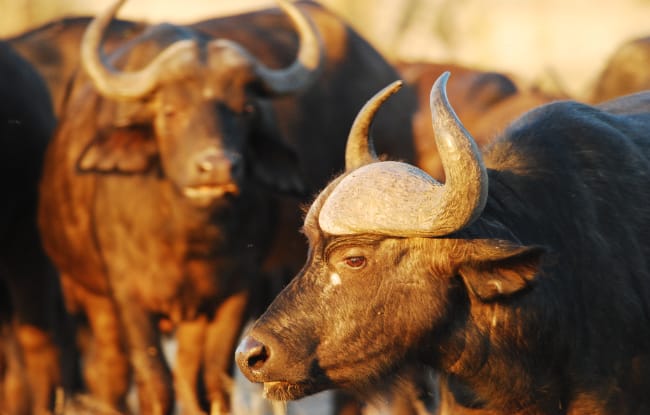 Afrikanischer Büffel in Botswana