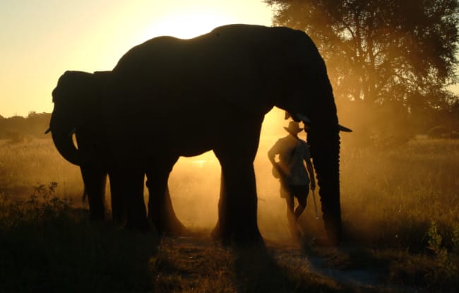 Begegnung mit Elefanten im Okavango Delta Baines Camp Botswana
