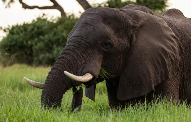 Elefant in der Nähe des Duba Plains Camps im Okavango Delta in Botswana