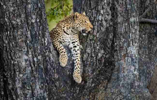 Leopard in der Vumbura Plains Region im Okavango Delta in Botswana