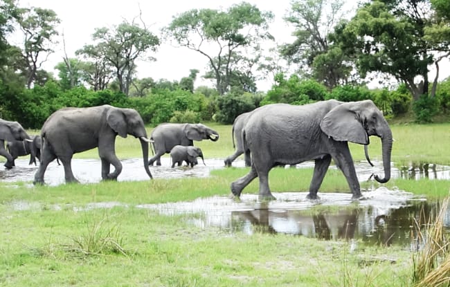 Elefanten Herde im Okavango Delta in Botswana laufen durchs Wasser