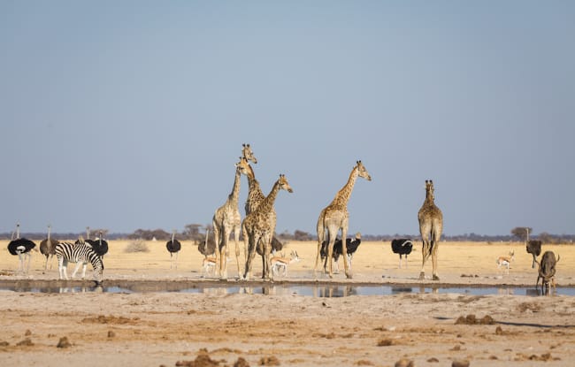 Giraffen, Strausse, Zebras und Antilopen am Wasserloch in Nxai Pan, Kalahari