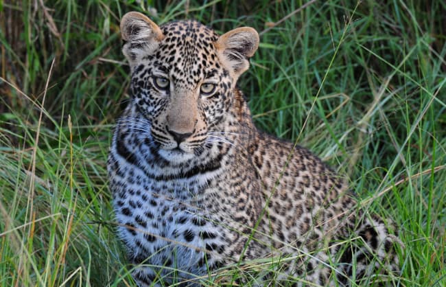 Leopard in Afrika