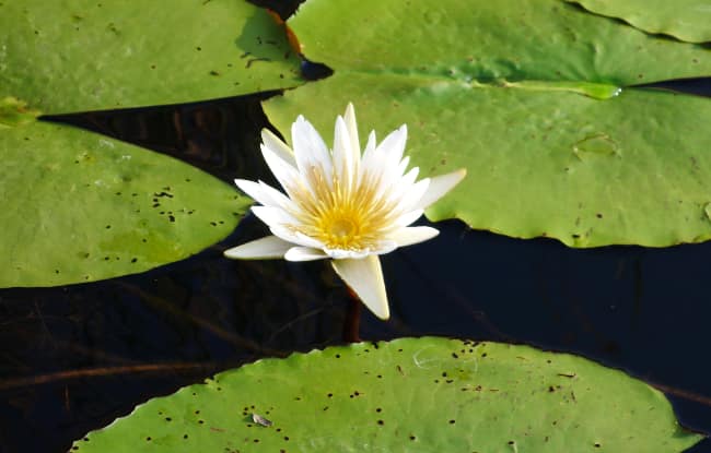 Seerose in einer Lagune im Okavango delta in Botswana