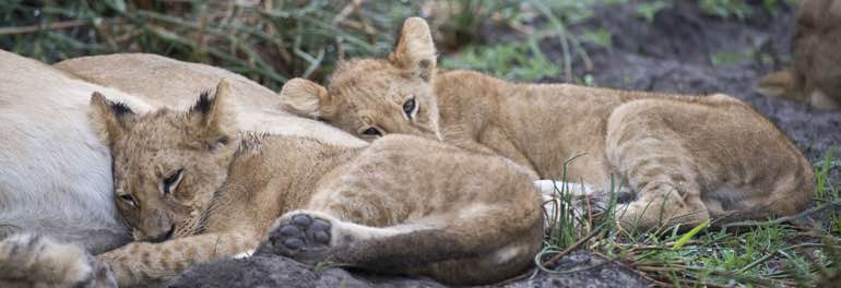 Löwen in hitaba Lediba Okavango Delta