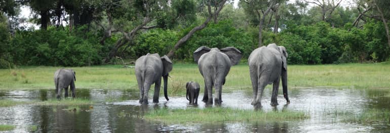 Elefanten Herde im Wasser im Okavango Delta in Botswana