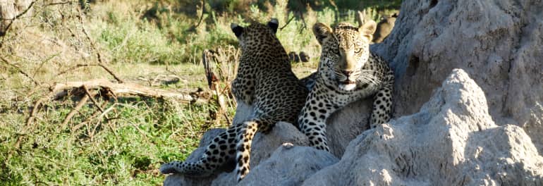 Leoparden in Afrika Botswana
