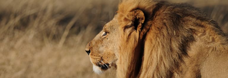 Löwe in Afrika Botswana