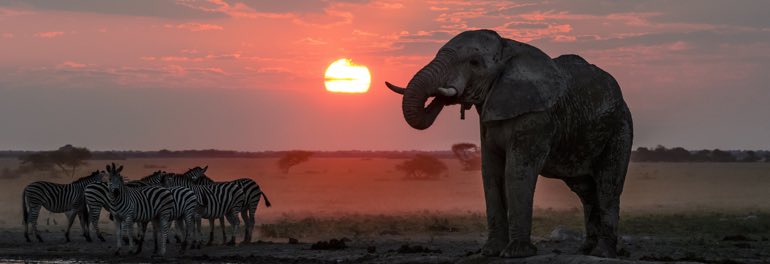 Elefanten in der Nxai Pan in Botswana bei Sonnenuntergang