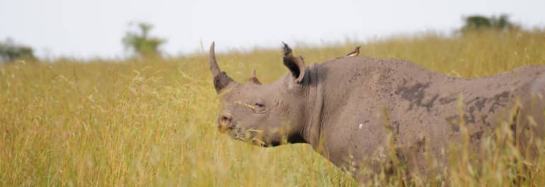 Rhiozerus Breitmaulnashorn in Afrika