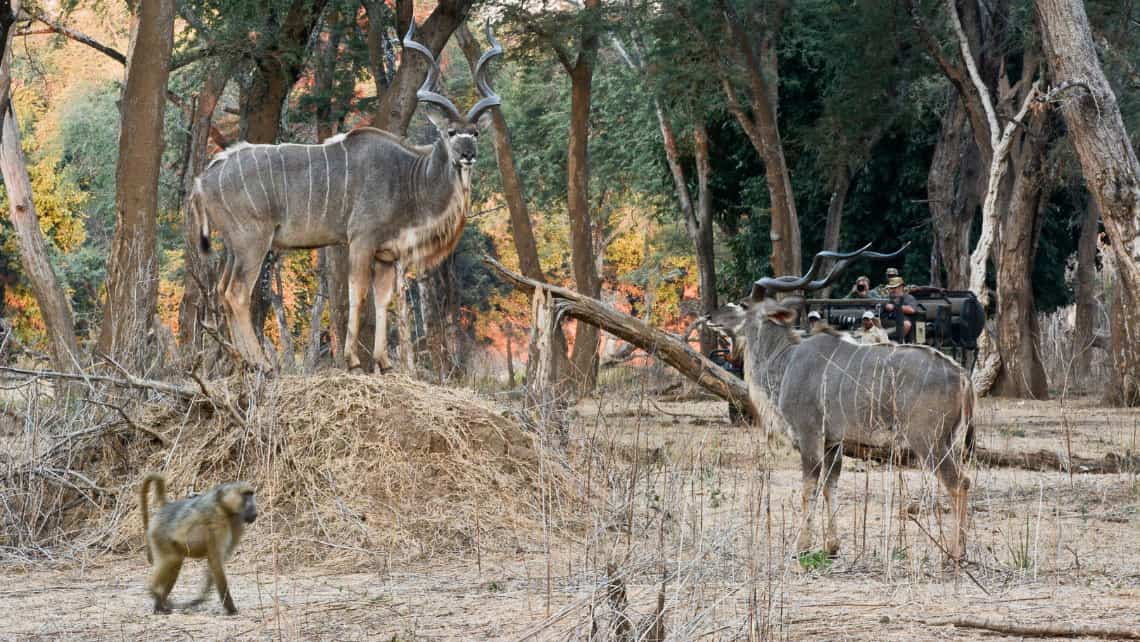 Chiawa Camp, Lower Zambezi Sambia