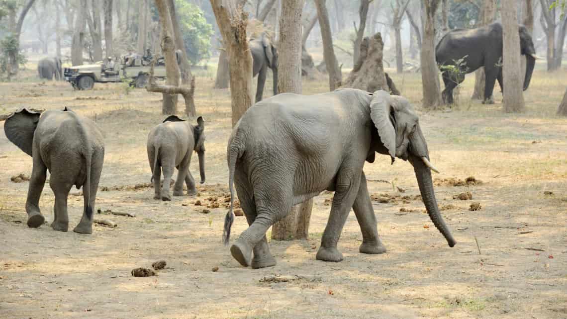 Chiawa Camp, Lower Zambezi Sambia