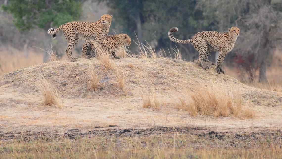 Kaingu Lodge, Kafue, Sambia