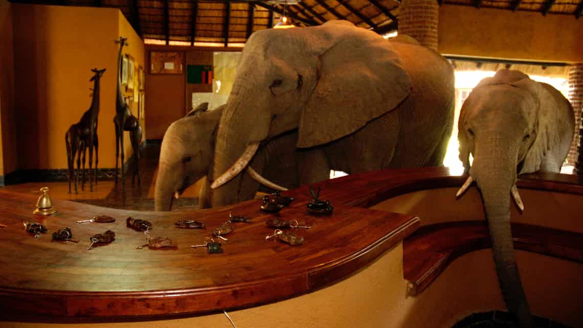 Elefanten an der Rezeption der Mfuwe Lodge, South Luangwa Sambia