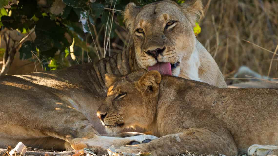 Nsefu Camp, South Luangwa Sambia