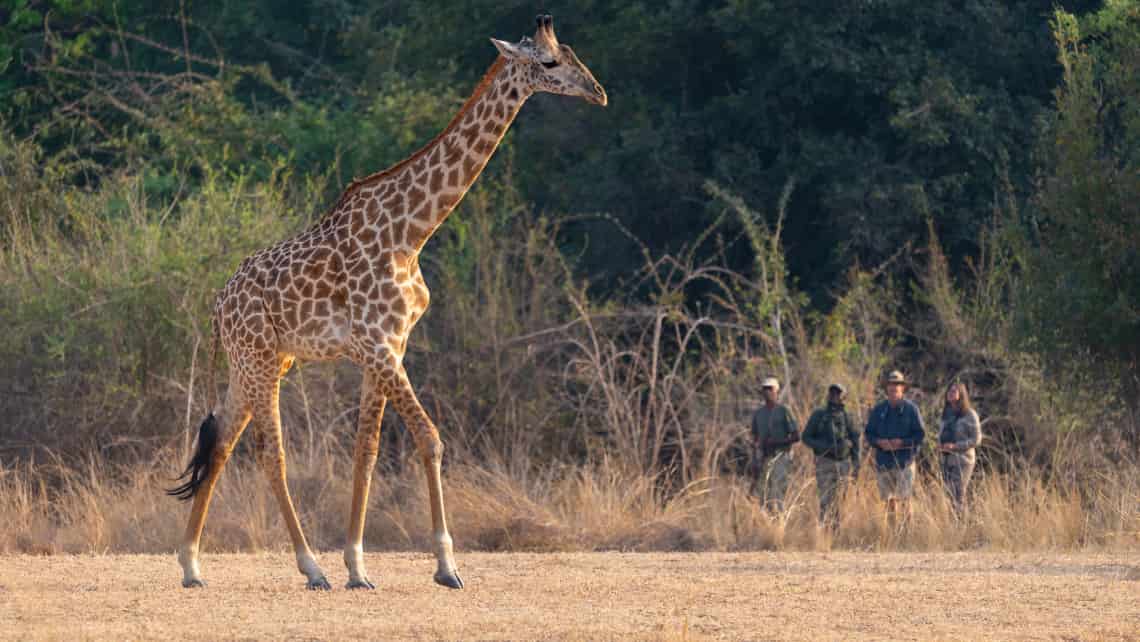 Chiawa Camp, Lower Zambezi Sambia